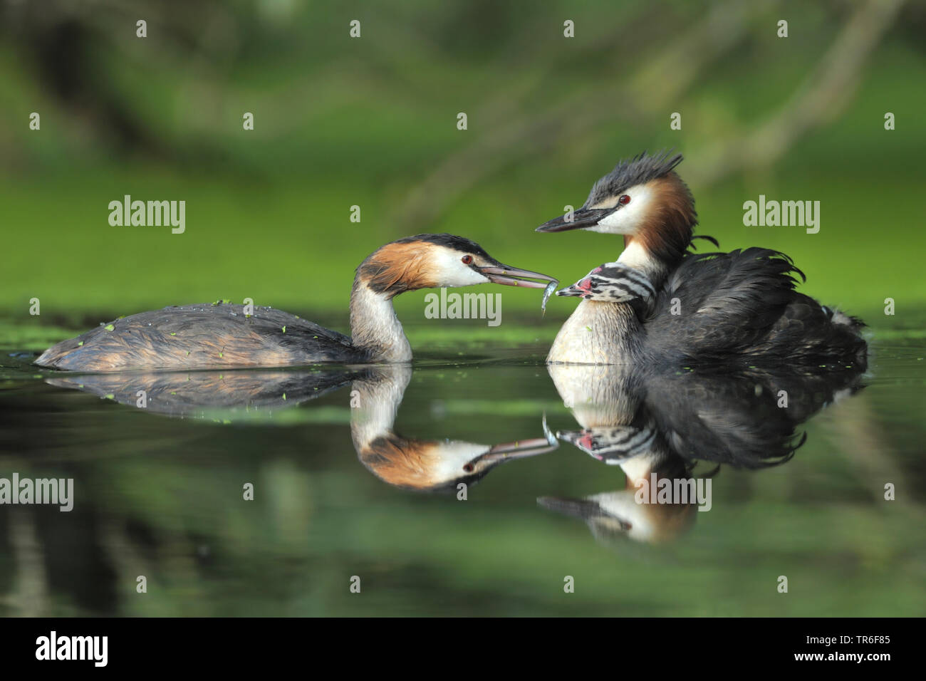 great crested grebe (Podiceps cristatus), swimming animal family, chick on the back is fed, Germany Stock Photo