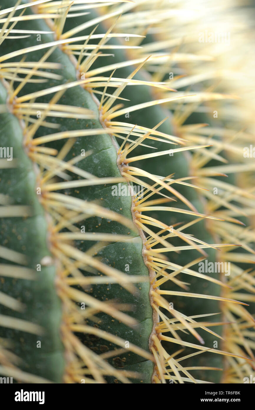 barrel cactus (Echinocactus grusonii), stings Stock Photo