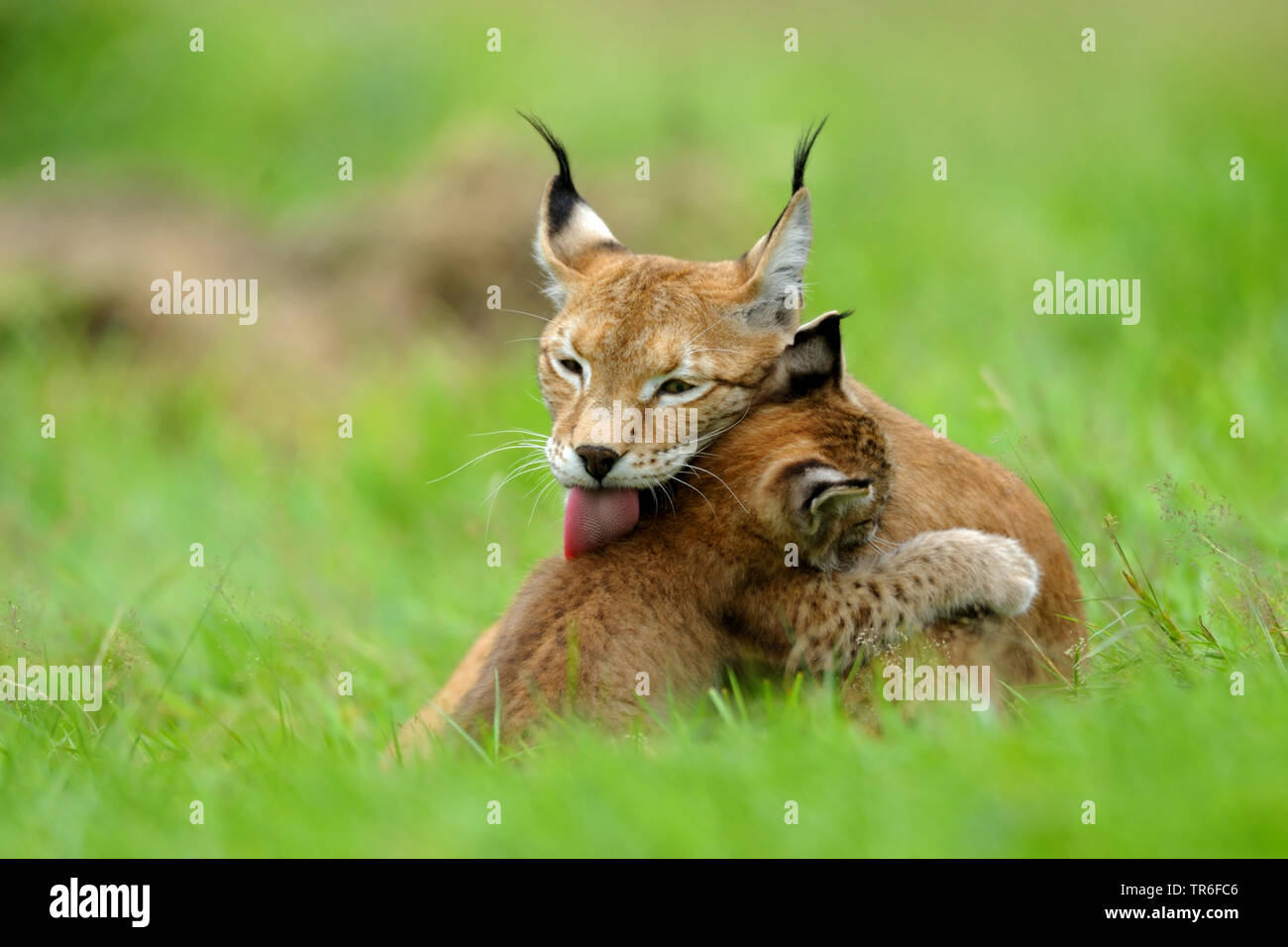 northern lynx (Lynx lynx lynx), young animal cuddling with its mother in a meadow, Germany Stock Photo