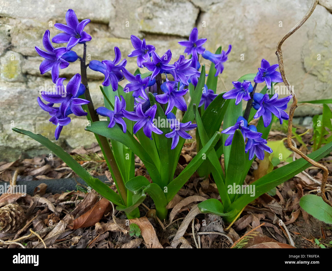 Jacinthe (Hyacinthus orientalis), blooming, Germany Stock Photo