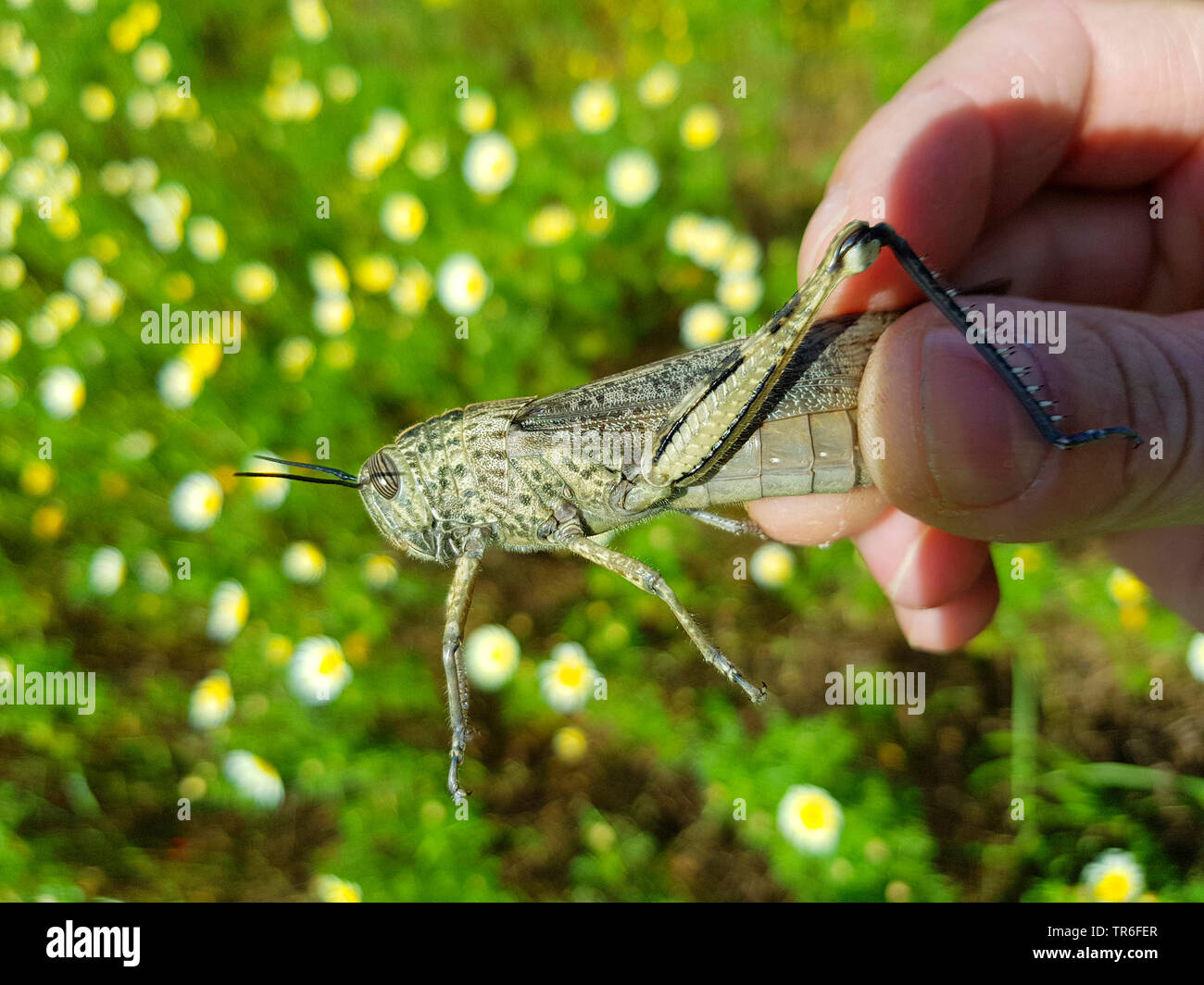 Egyptian grasshopper, Egyptian Locust (Anacridium aegyptium, Anacridium aegypticum), in a hand, Spain, Balearic Islands, Majorca Stock Photo