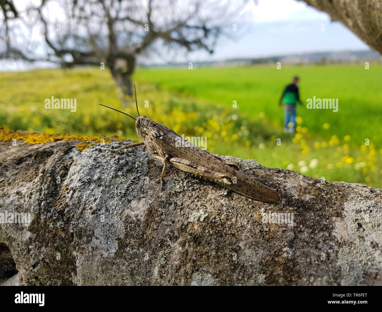 Egyptian grasshopper, Egyptian Locust (Anacridium aegyptium, Anacridium aegypticum), sitting on a tree, Spain, Balearic Islands, Majorca Stock Photo