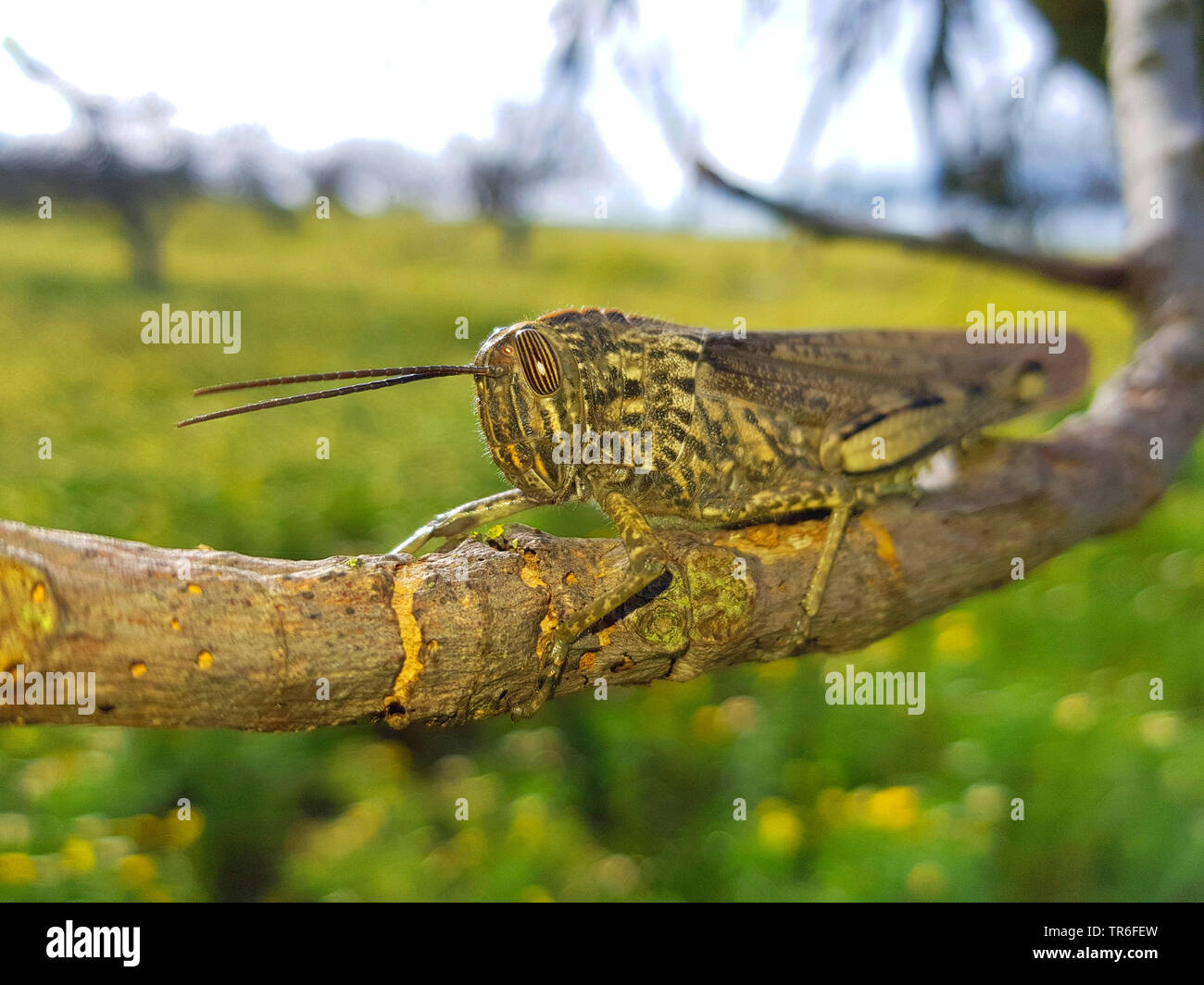 Egyptian grasshopper, Egyptian Locust (Anacridium aegyptium, Anacridium aegypticum), sitting on a tree, Spain, Balearic Islands, Majorca Stock Photo