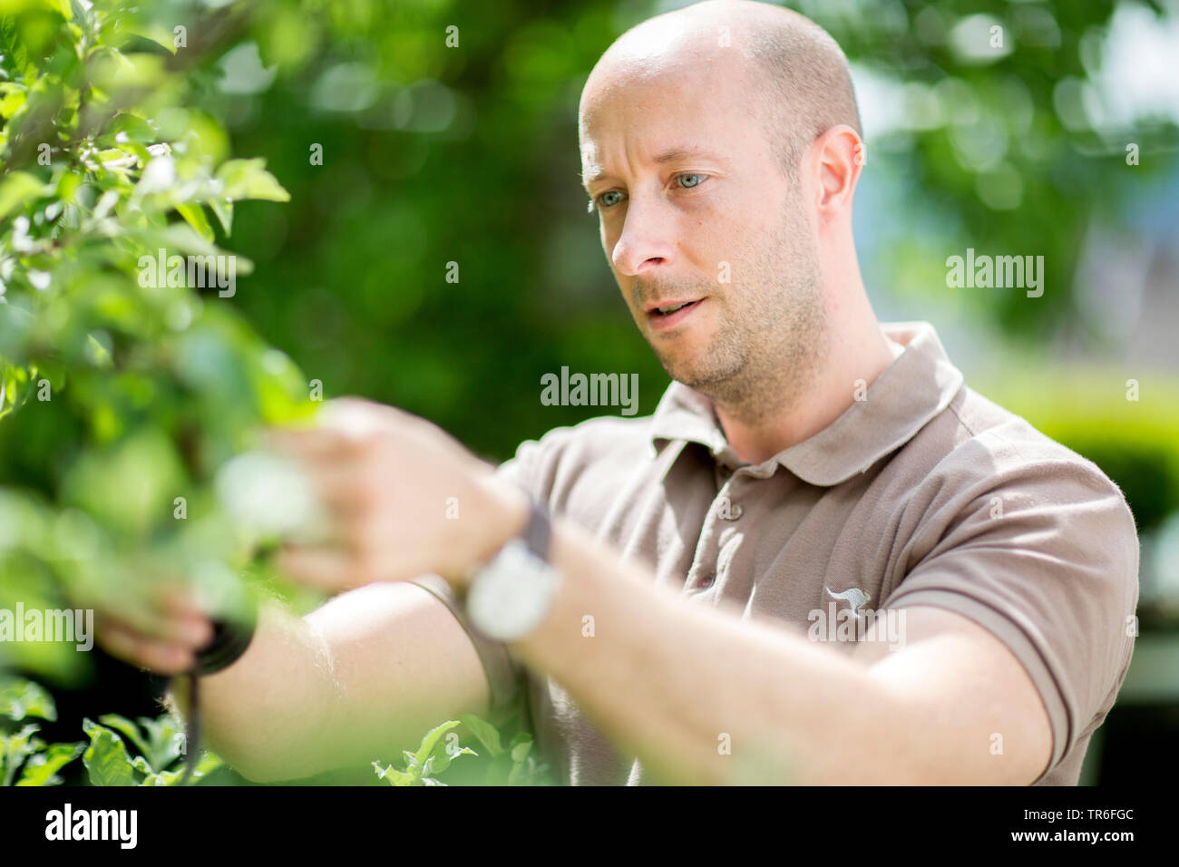 apple tree (Malus domestica), man at tree care operation in the garden, Germany Stock Photo