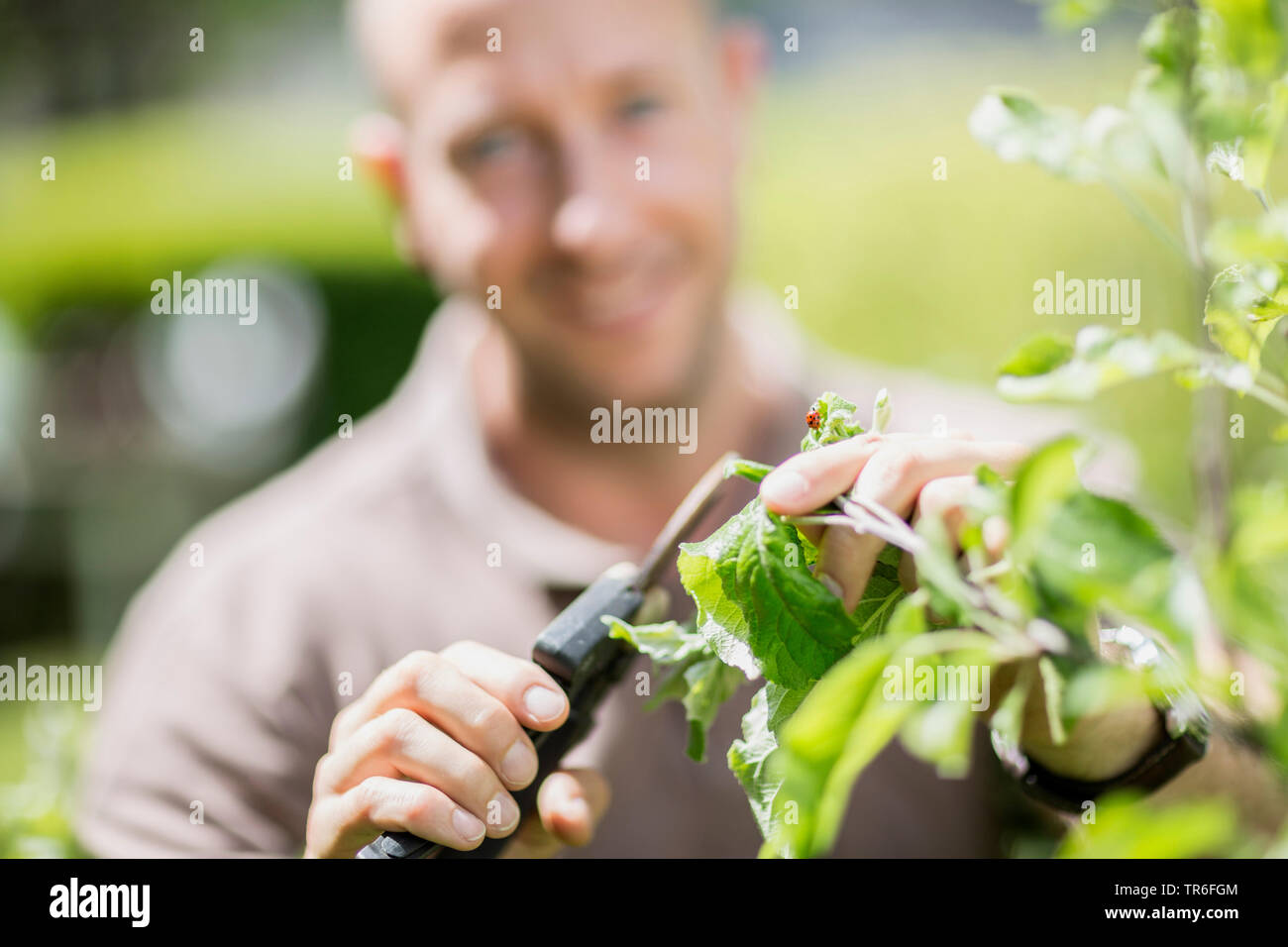 man discovering a ladybug during garden work, Germany Stock Photo