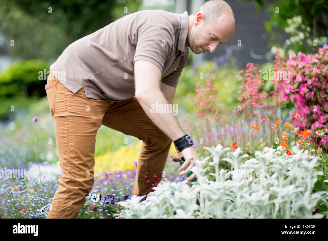 man gardening at a blooming flowerbed, Germany Stock Photo