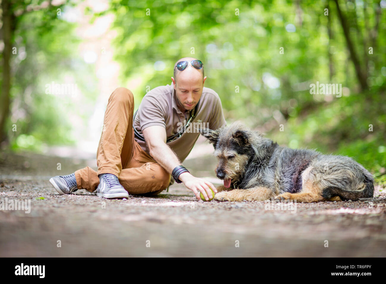 Berger de Picardie, Berger Picard (Canis lupus f. familiaris), man and dog sitting on a forest path, Germany Stock Photo