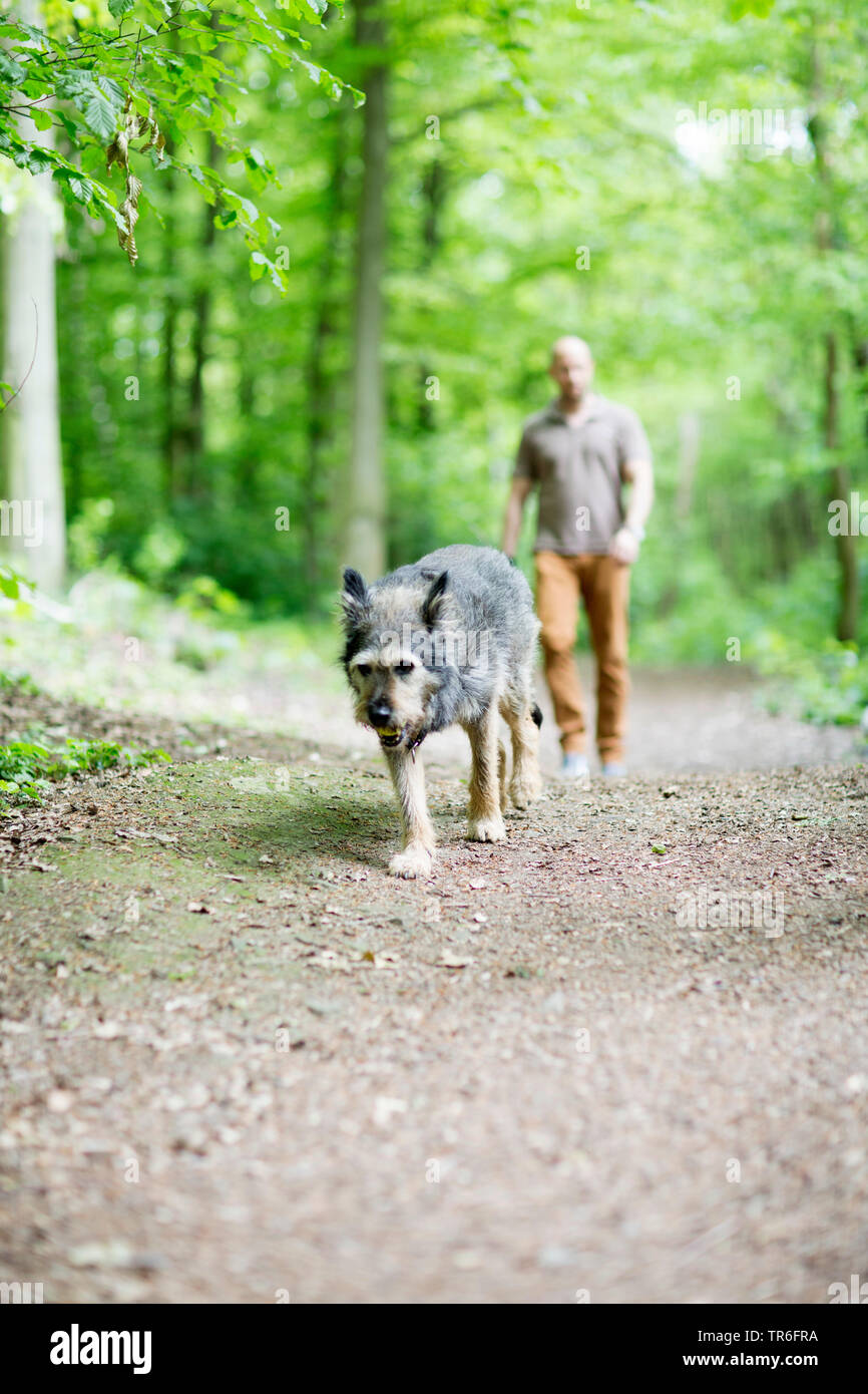 Berger de Picardie, Berger Picard (Canis lupus f. familiaris), man and dog walking in a forest, Germany Stock Photo
