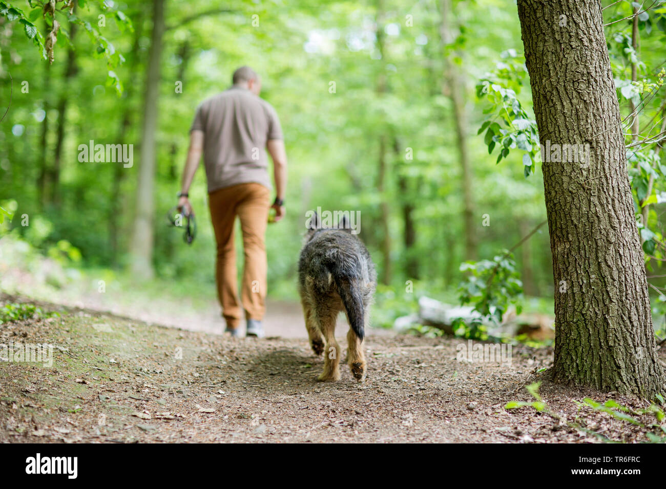 Berger de Picardie, Berger Picard (Canis lupus f. familiaris), man and dog walking in a forest, Germany Stock Photo