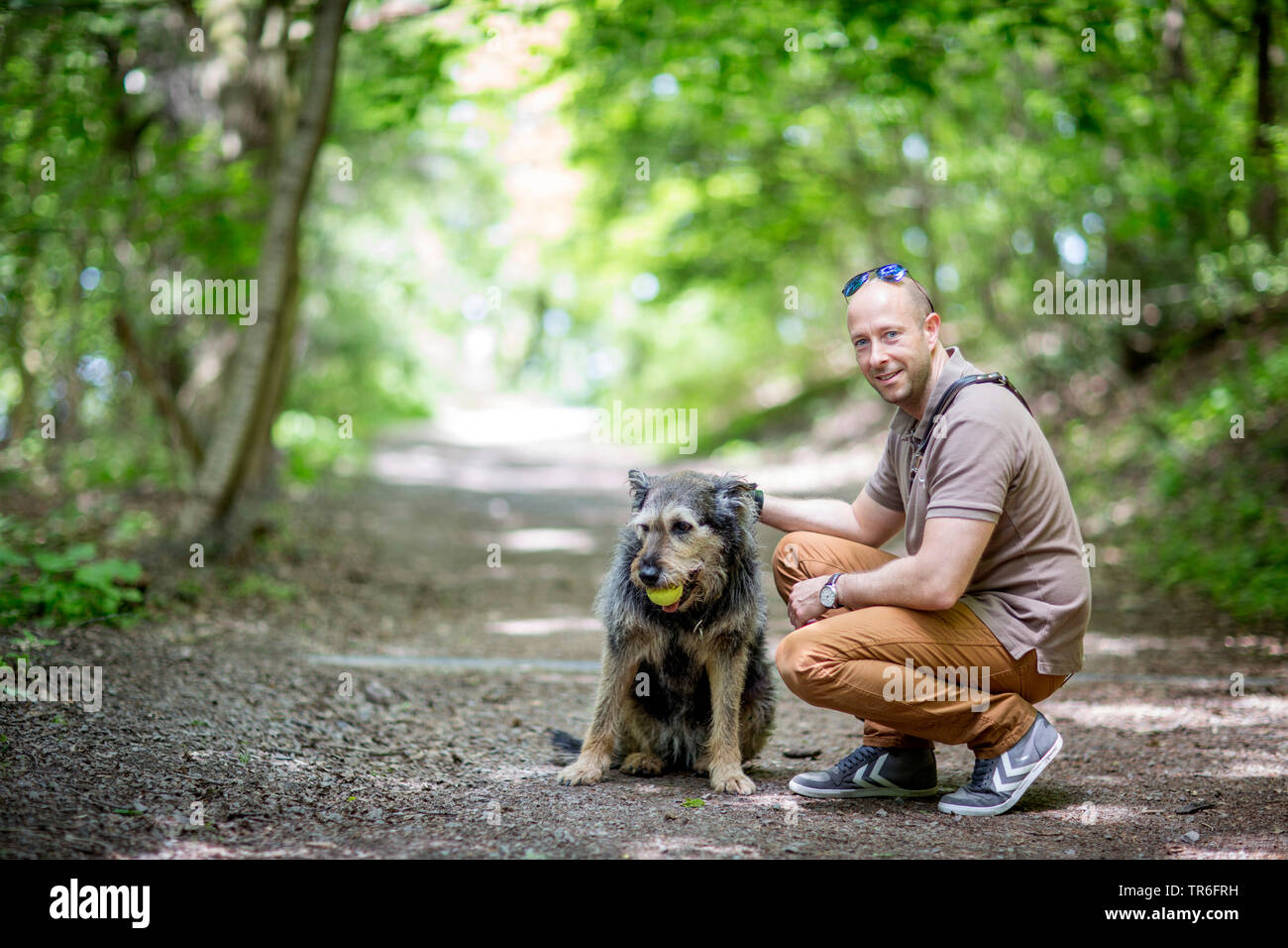 Berger de Picardie, Berger Picard (Canis lupus f. familiaris), with master on a forest path, Germany Stock Photo