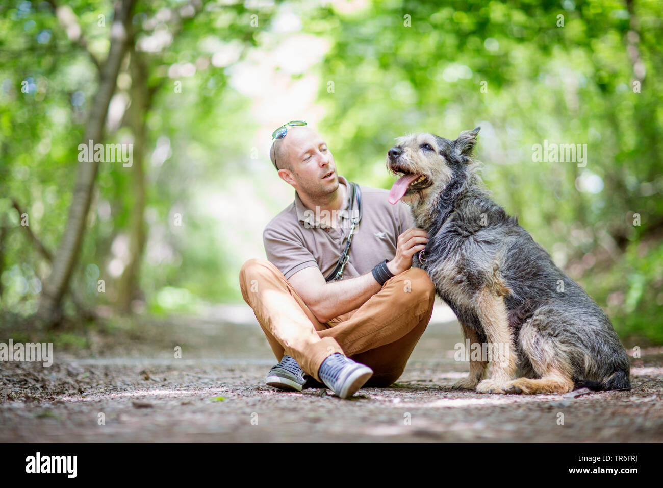 Berger de Picardie, Berger Picard (Canis lupus f. familiaris), man and dog sitting on a forest path, Germany Stock Photo