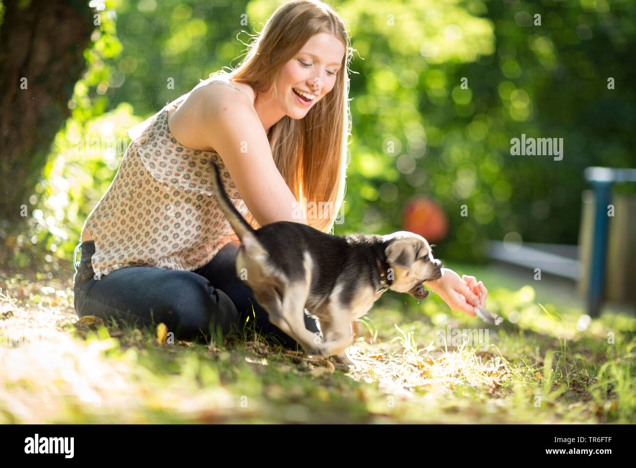 domestic dog (Canis lupus f. familiaris), young woman sitting in forest ground and playing with a cute Puggle, Germany Stock Photo