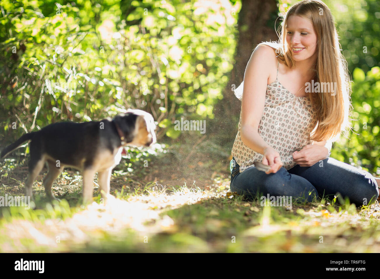 domestic dog (Canis lupus f. familiaris), young woman sitting in forest ground and playing with a cute Puggle, Germany Stock Photo