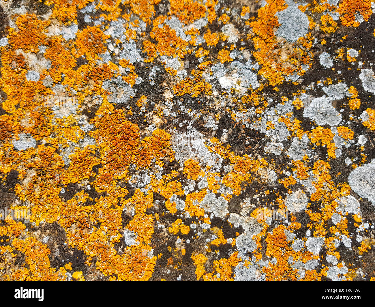 colourful lichens in s rock, Spain, Balearic Islands, Majorca Stock Photo