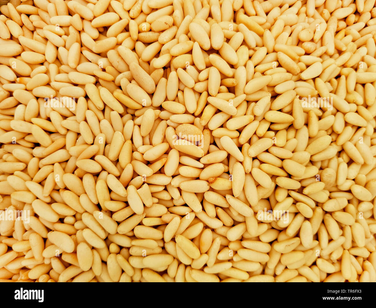 Stone pine, Italian Stone pine, Umbrella Pine (Pinus pinea), peeled ...