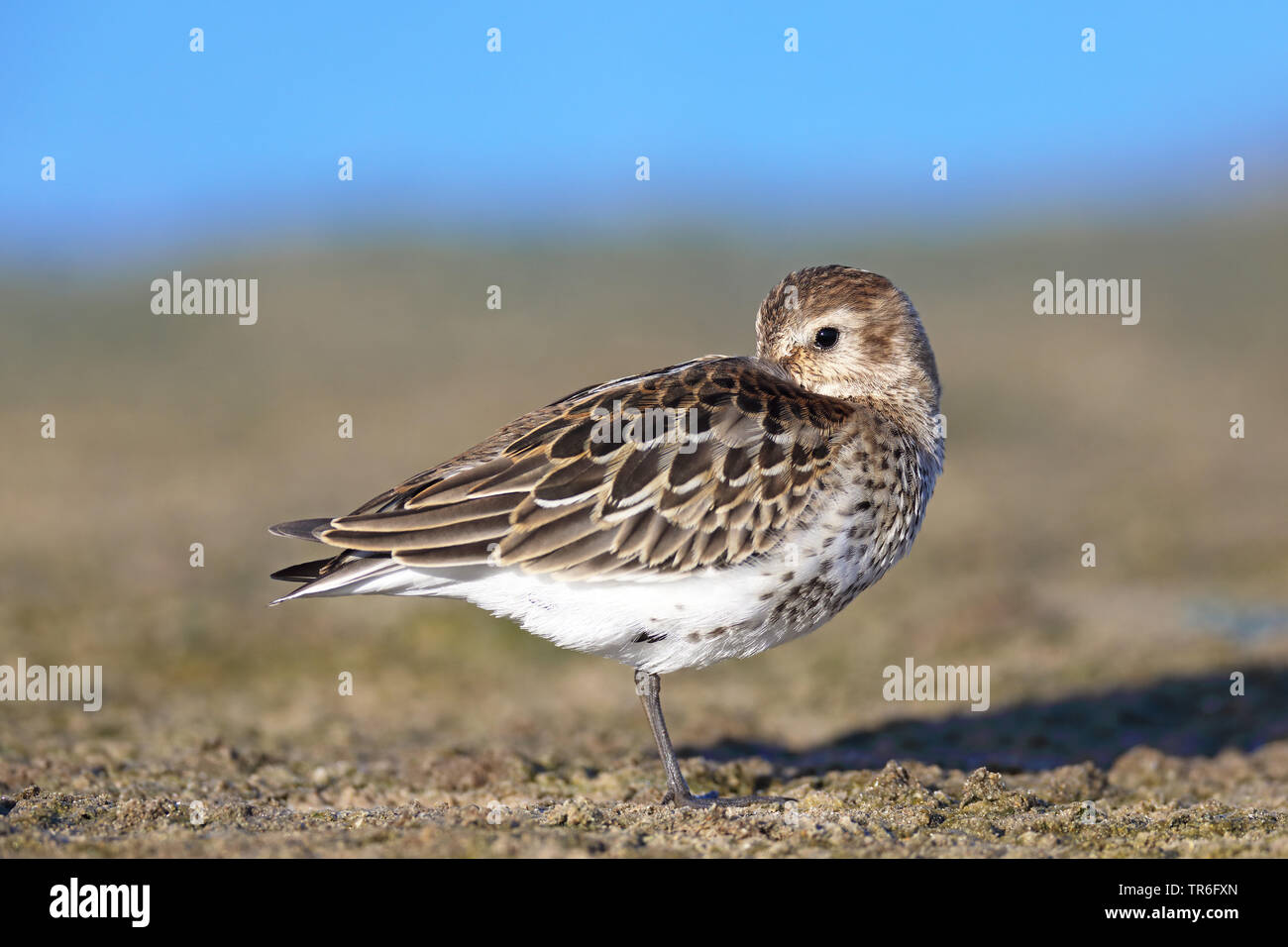 dunlin (Calidris alpina), sleeping on the beach, Spain, Andalusia Stock Photo