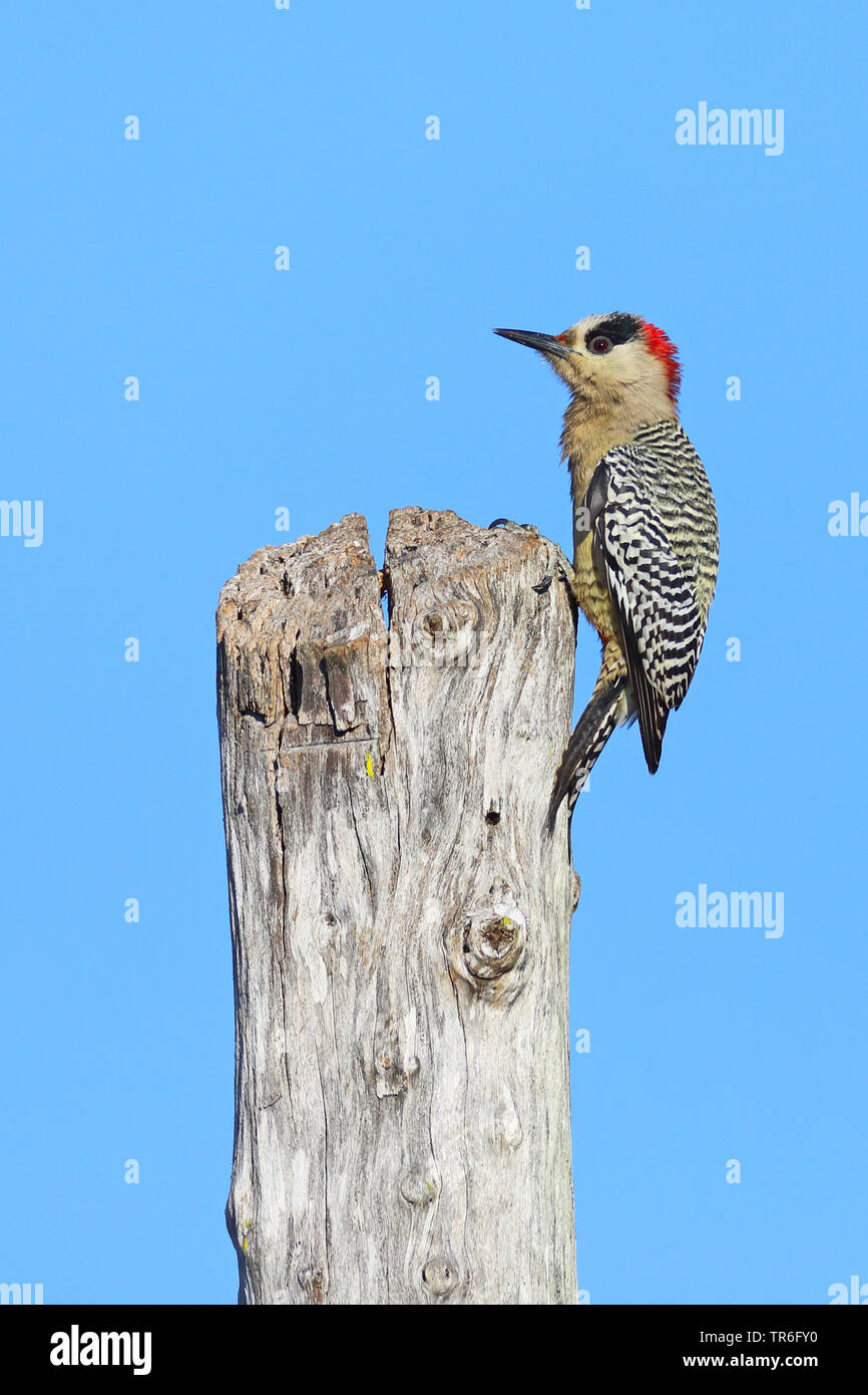great red-bellied woodpecker (Melanerpes superciliaris), female sitting on a wooden post, Cuba, Najasa Stock Photo