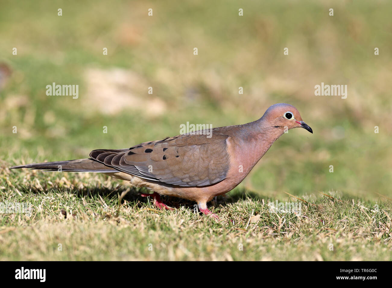 mourning dove (Zenaida macroura), sittng on ground searching for food, Zapata  National Park Stock Photo