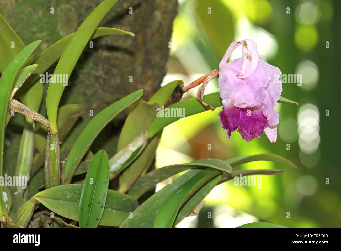 cattleya orchid (Cattleya), at a tree trunk, Cuba Stock Photo