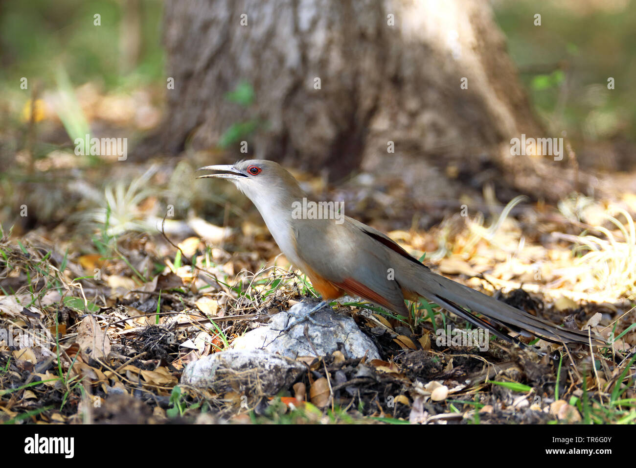 great lizard cuckoo (Saurothera merlini), sitting on a stone on the ground, Cuba, Zapata  National Park Stock Photo