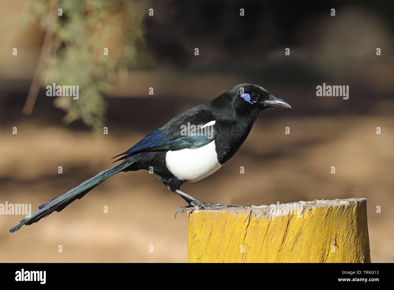 Maghreb Magpie (Pica pica mauritanica, Pica mauritanica), sitting on a pile, Morocco, Souss Massa National Park Stock Photo