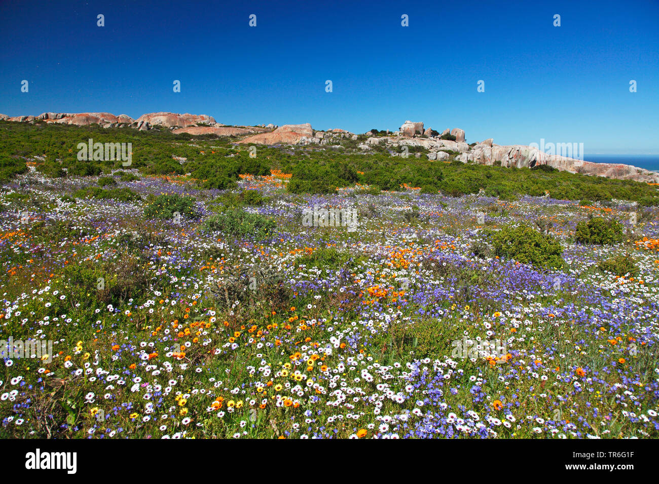 colourful wild flowers in spring at Postberg, South Africa, Western Cape, West Coast National Park Stock Photo