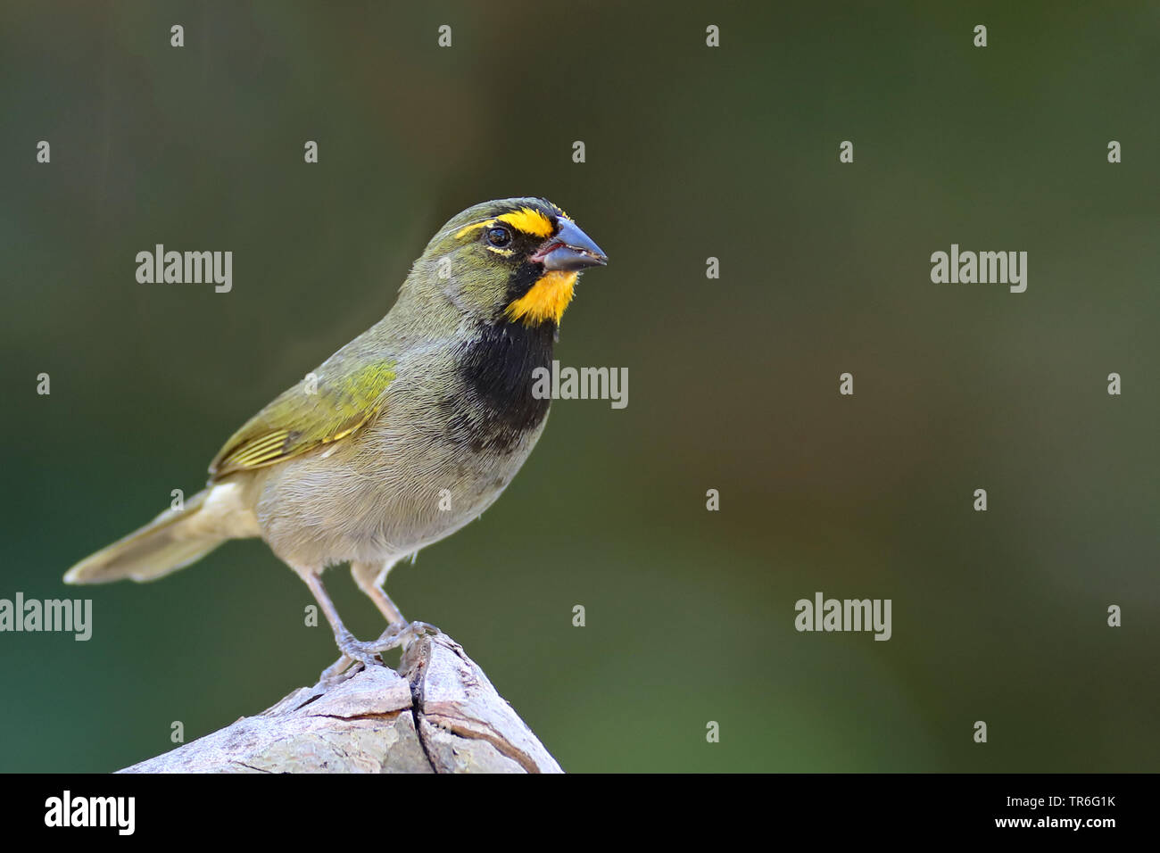 Yellow-faced Grassquit (Tiaris olivaceus), male sitting on a log, Cuba, Cayo Coco Stock Photo