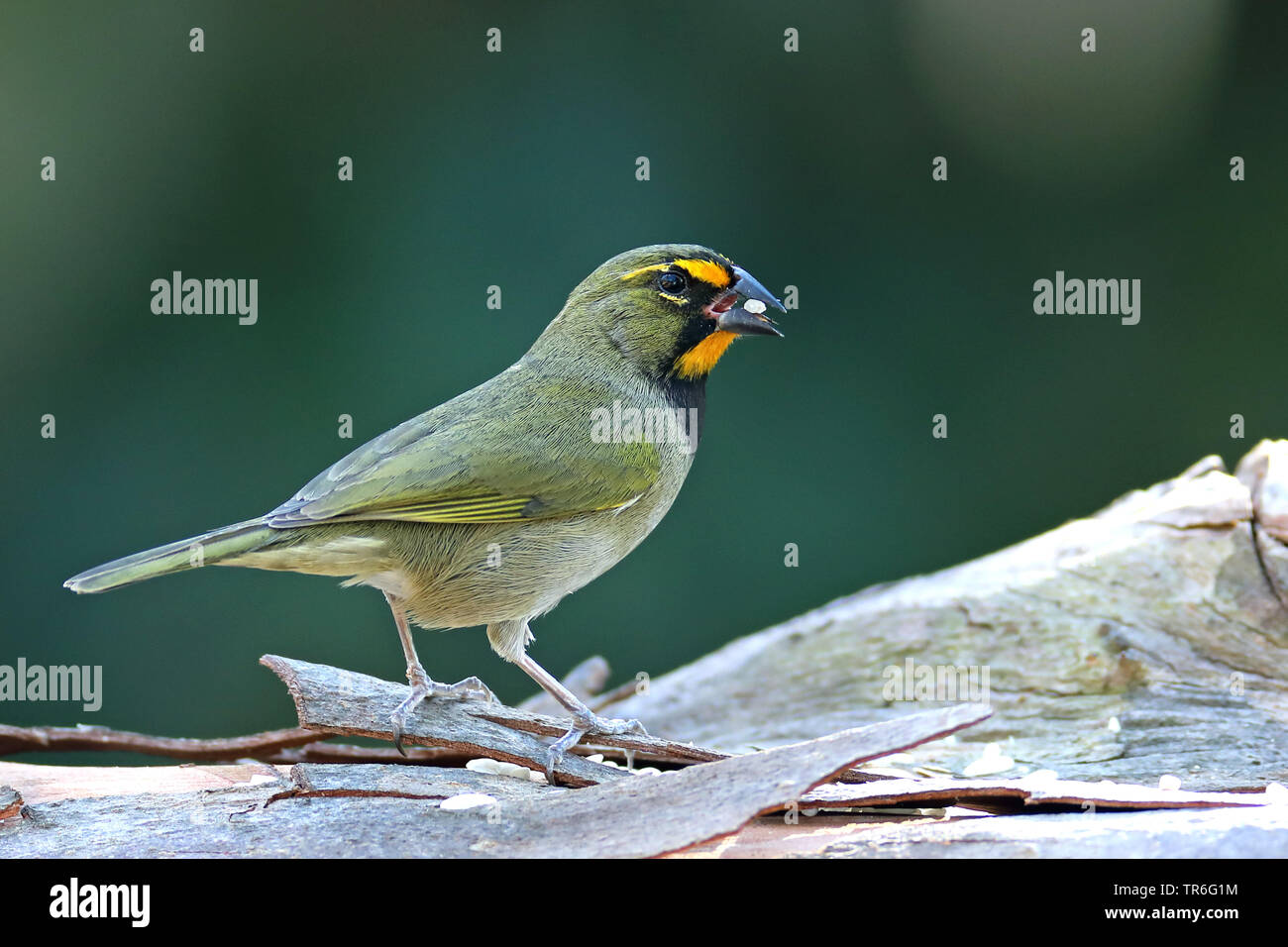 Yellow-faced Grassquit (Tiaris olivaceus), male sitting on a log with feed in the bill, Cuba, Cayo Coco Stock Photo
