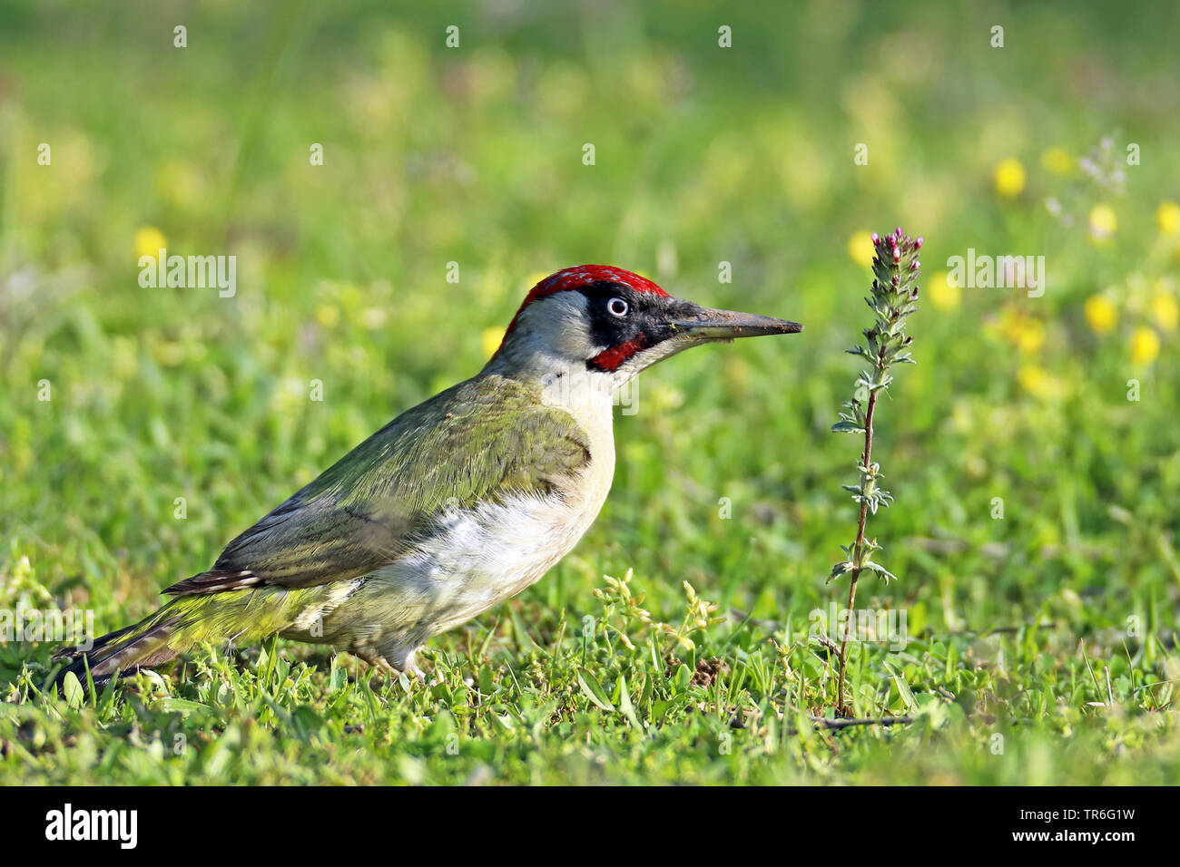 green woodpecker (Picus viridis), male sitting in a meadow, Greece, Lake Kerkini Stock Photo