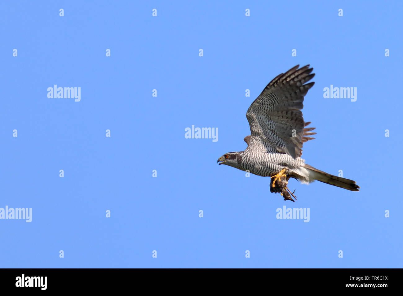 northern goshawk (Accipiter gentilis), in flight with catched starling on the talons, Netherlands, Texel Stock Photo