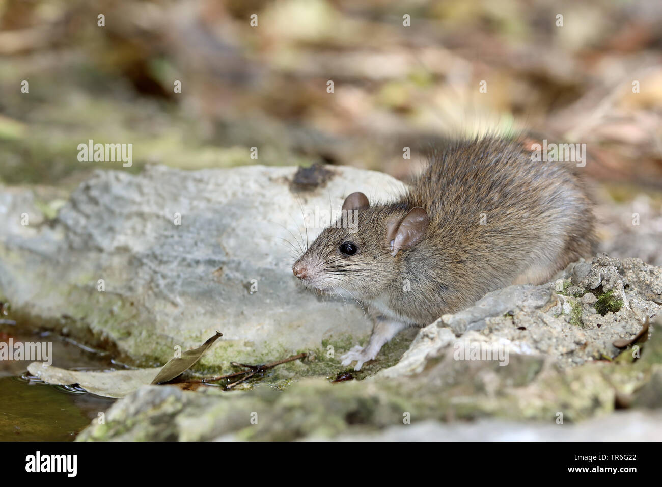black rat, roof rat, house rat, ship rat (Rattus rattus), at a water place, Cuba, Zapata  National Park Stock Photo