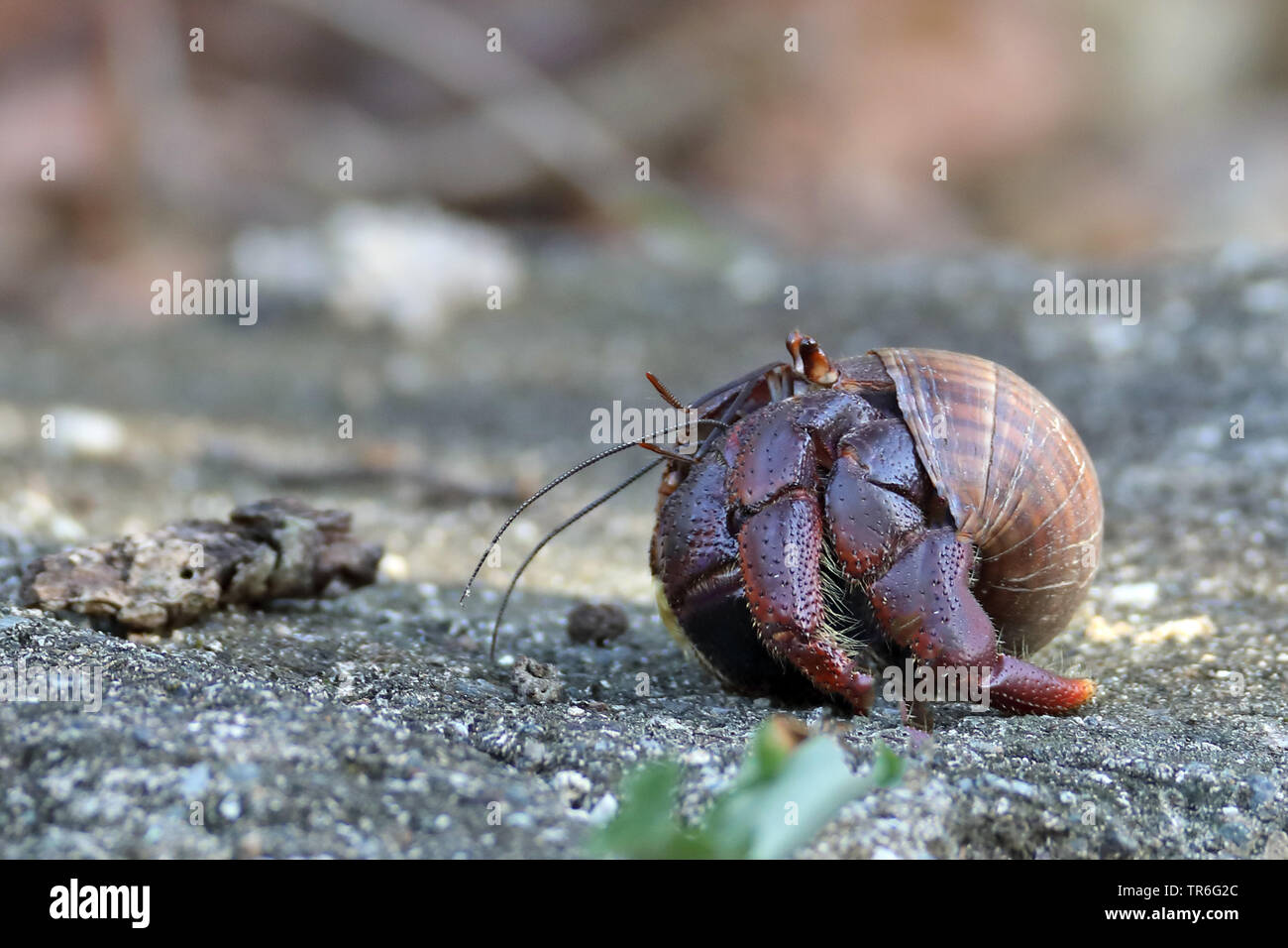 Purple Pincher Land Hermit Crab, Caribbean Hermit Crab (Coenobita clypeatus), on a stone, Cuba, Cayo Coco Stock Photo