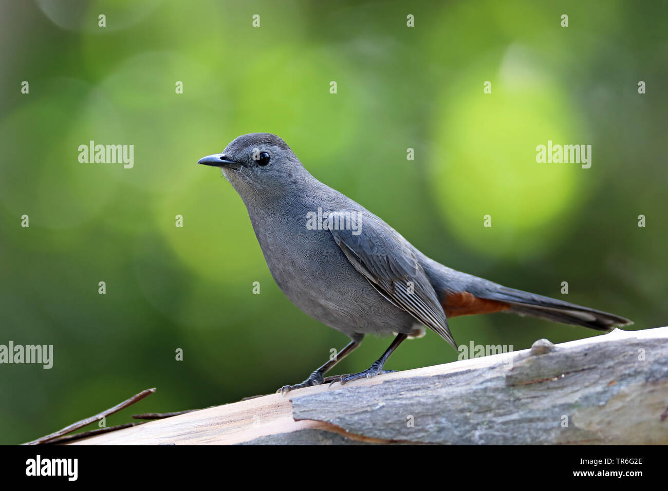 Catbird (Dumetella carolinensis), sitting on a tree trunk, Cuba, Cayo Coco Stock Photo