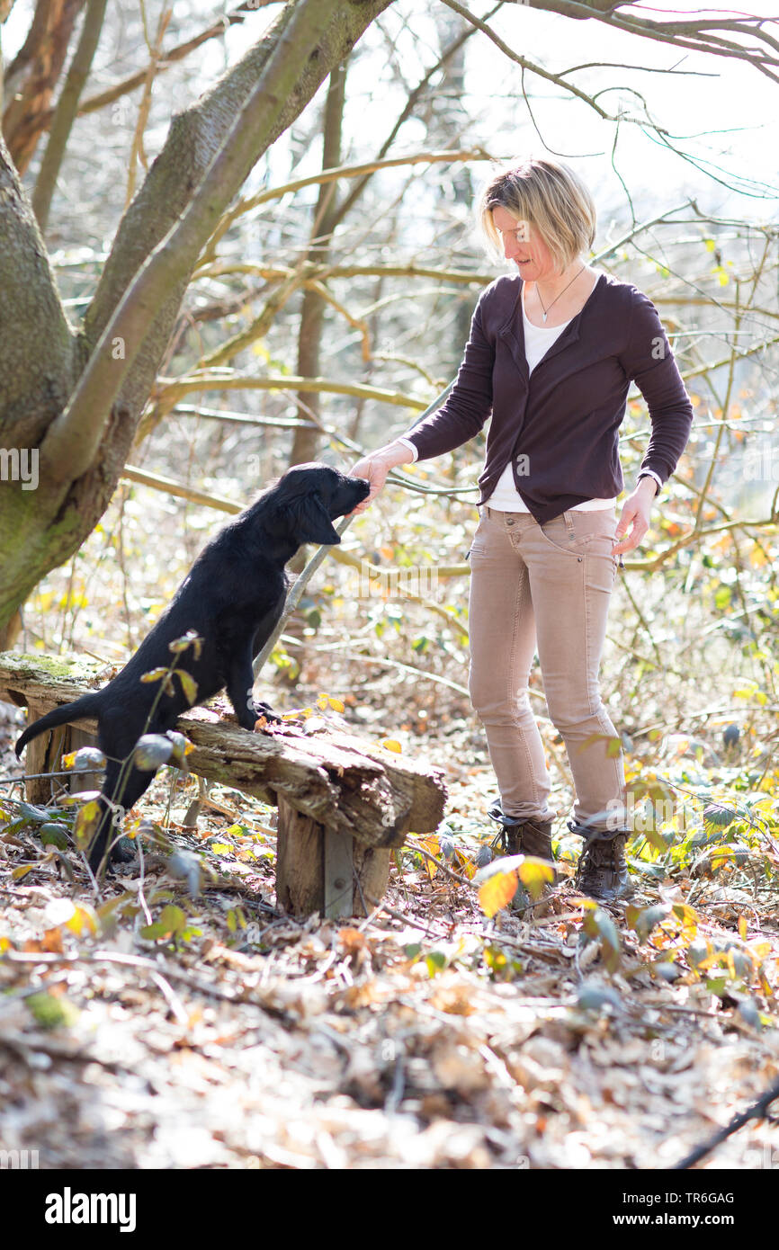 Flat Coated Retriever (Canis lupus f. familiaris), whelp with mum in a forest, Germany Stock Photo