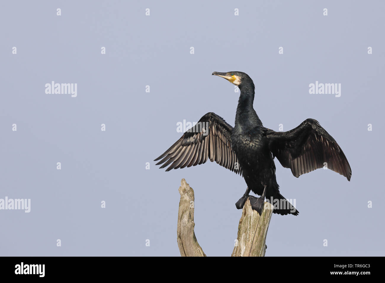 great cormorant (Phalacrocorax carbo), sitting on a tree snag drying the wings, Netherlands, Frisia Stock Photo
