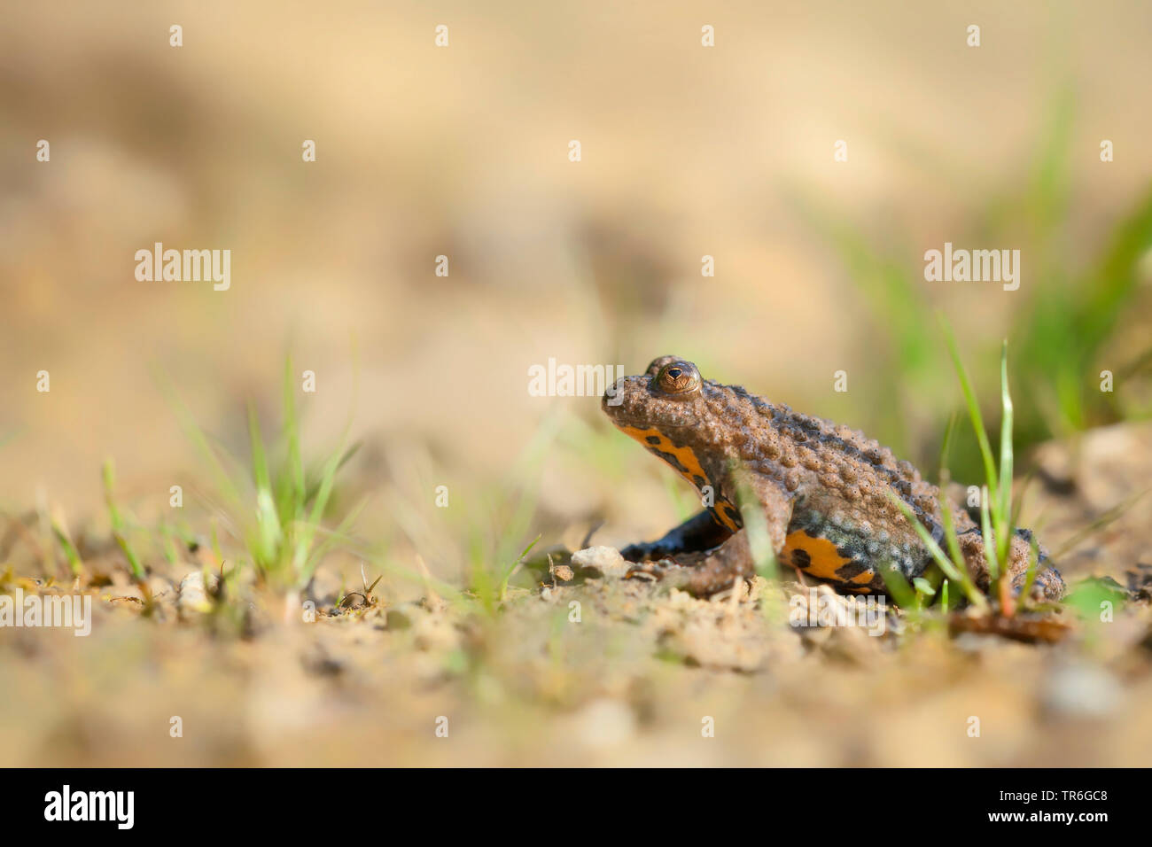 yellow-bellied toad, yellowbelly toad, variegated fire-toad (Bombina variegata), on a muddy water side at sunbath, Germany, North Rhine-Westphalia, Bergisches Land Stock Photo