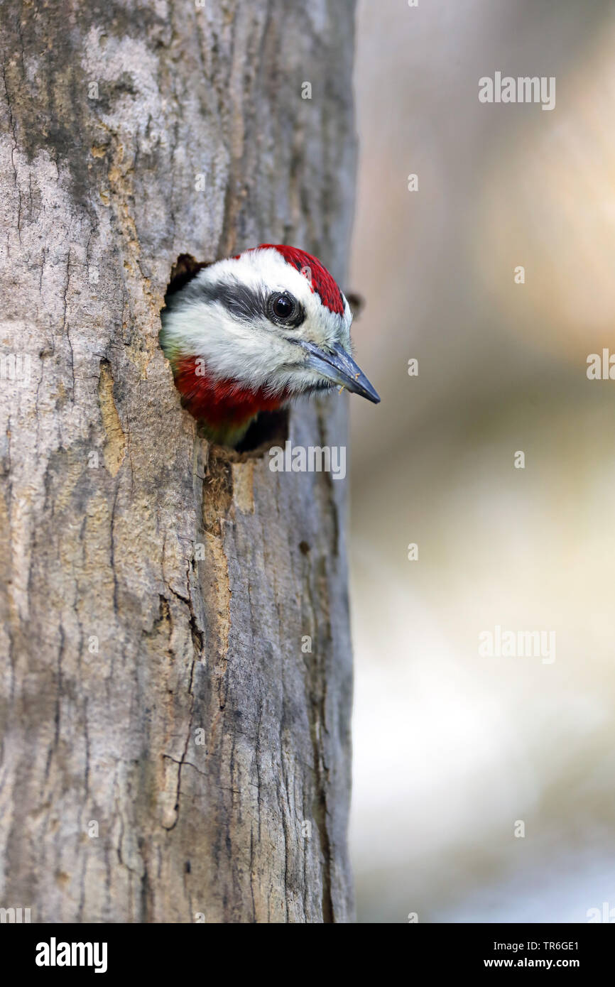 cuba green woodpecker (Xiphidiopicus percussus), female peering from the den, Cuba, Zapata  National Park Stock Photo