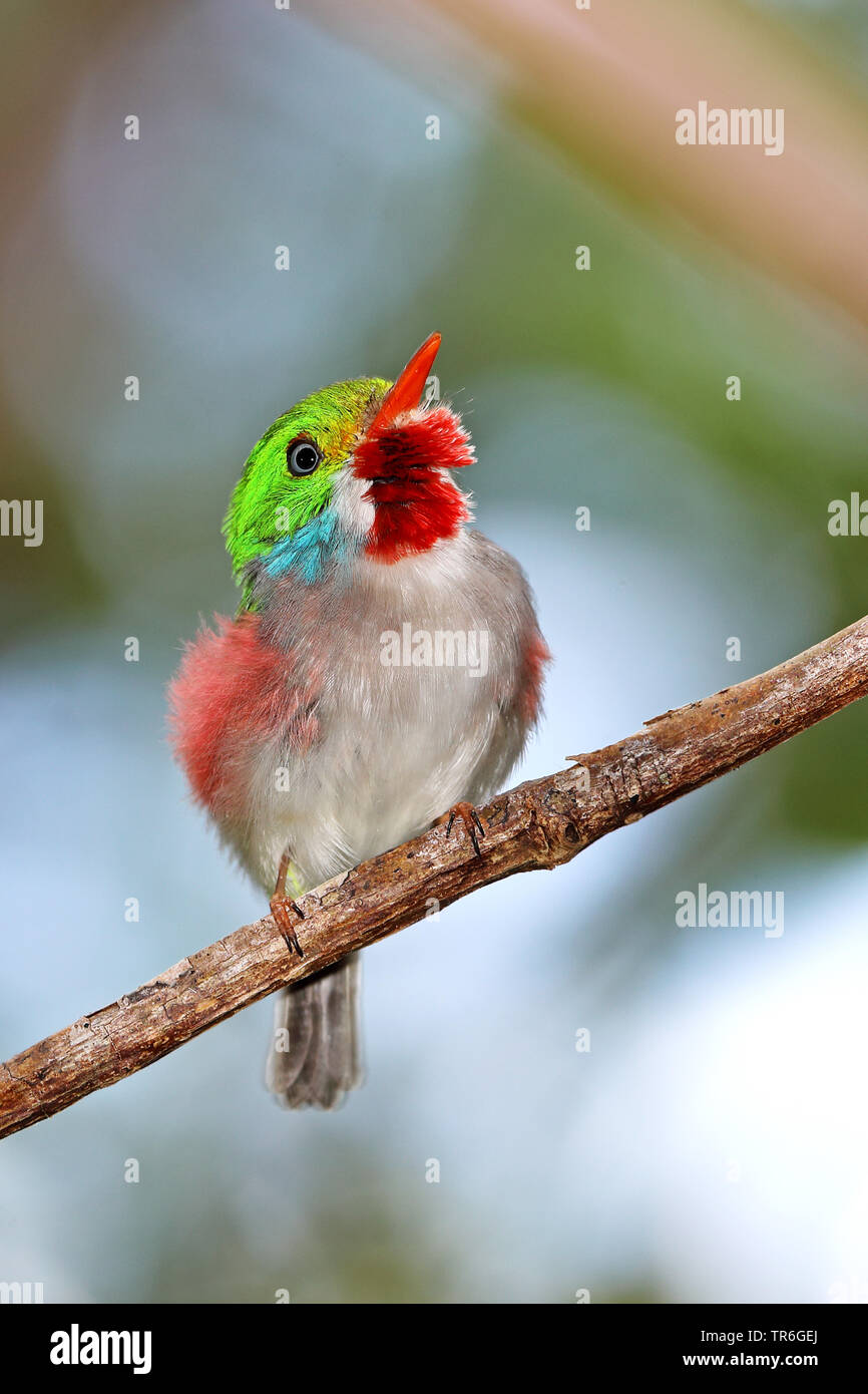 cuban tody (Todus multicolor), male on a branch, Cuba, Cayo Coco Stock Photo