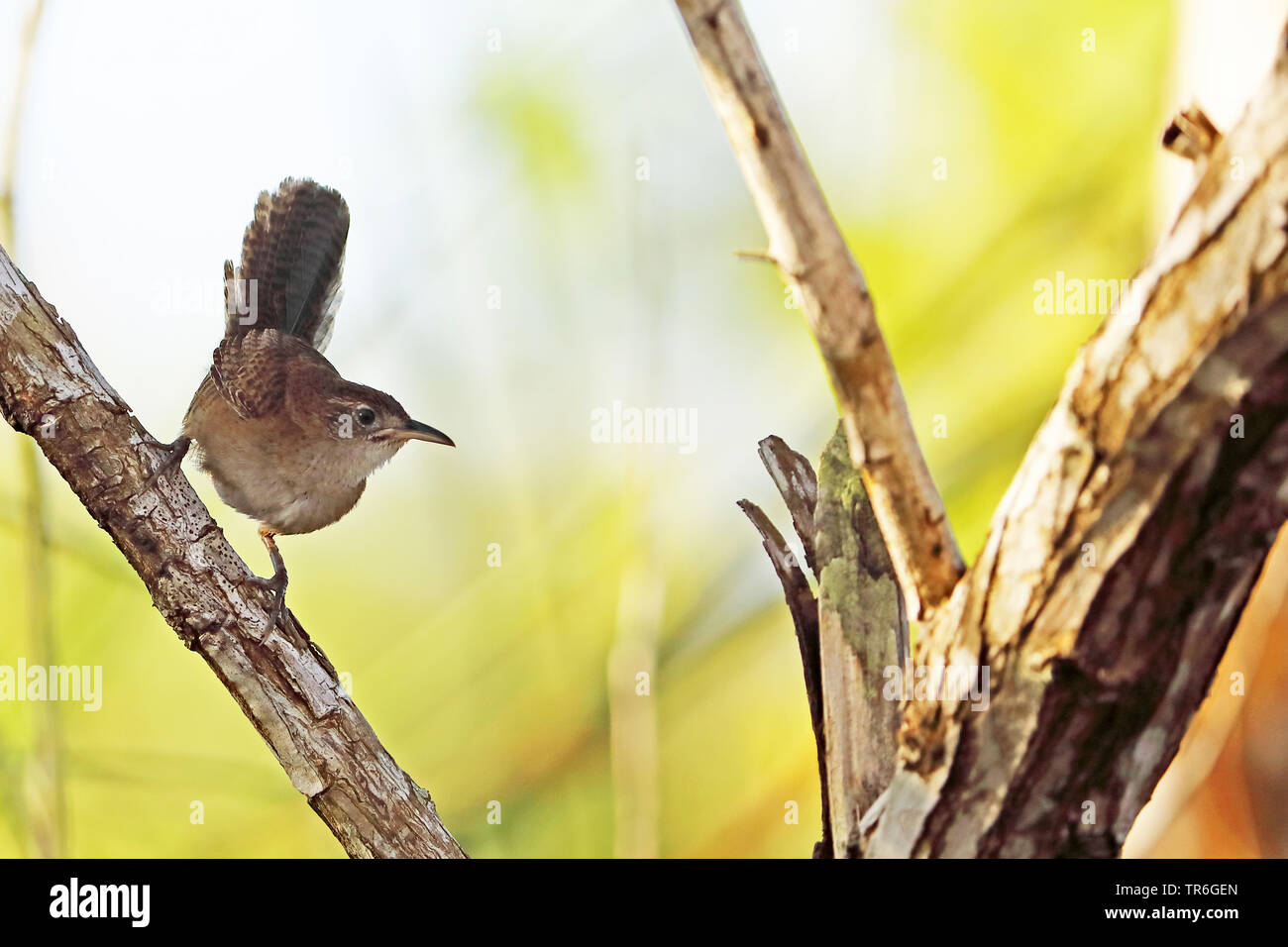 zapata wren (Ferminia cerverai), sitting on a branch, Cuba, Zapata  National Park Stock Photo