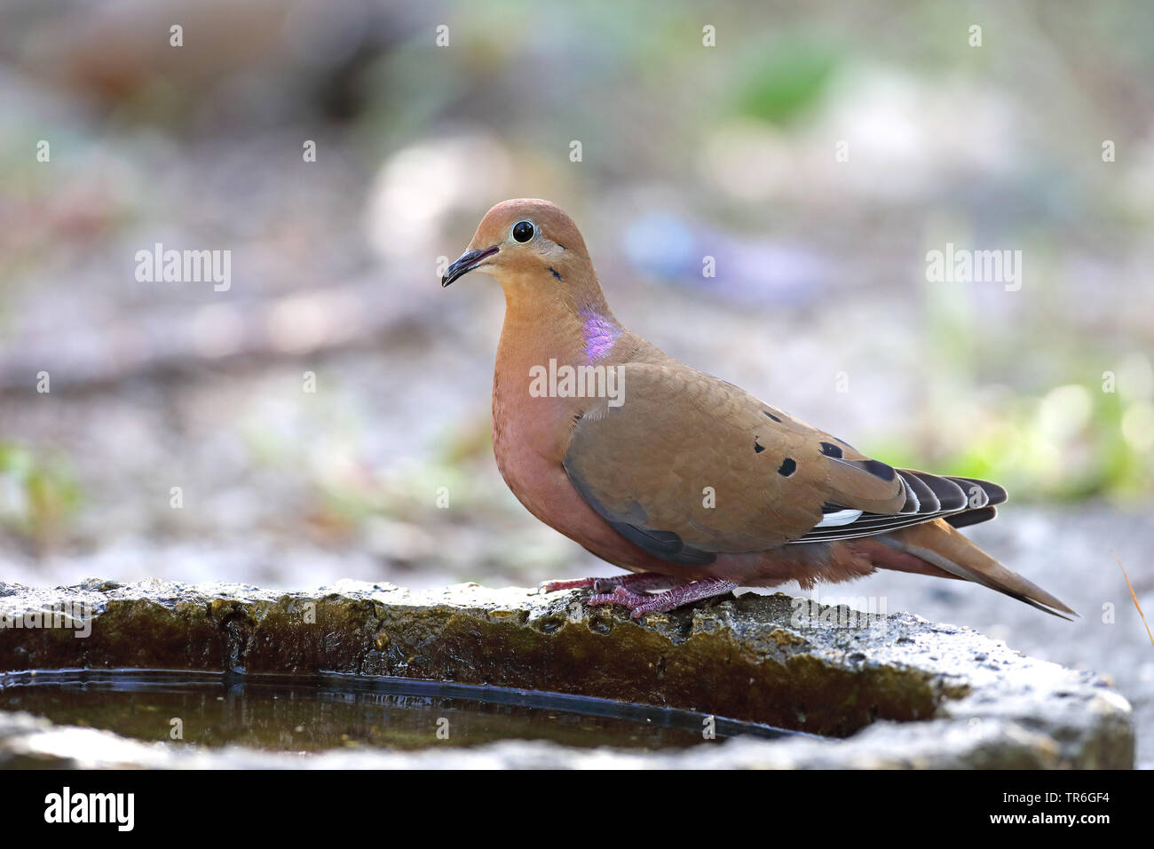 zenaida dove (Zenaida aurita), at a drinking trough, Cuba, Cayo Coco Stock Photo