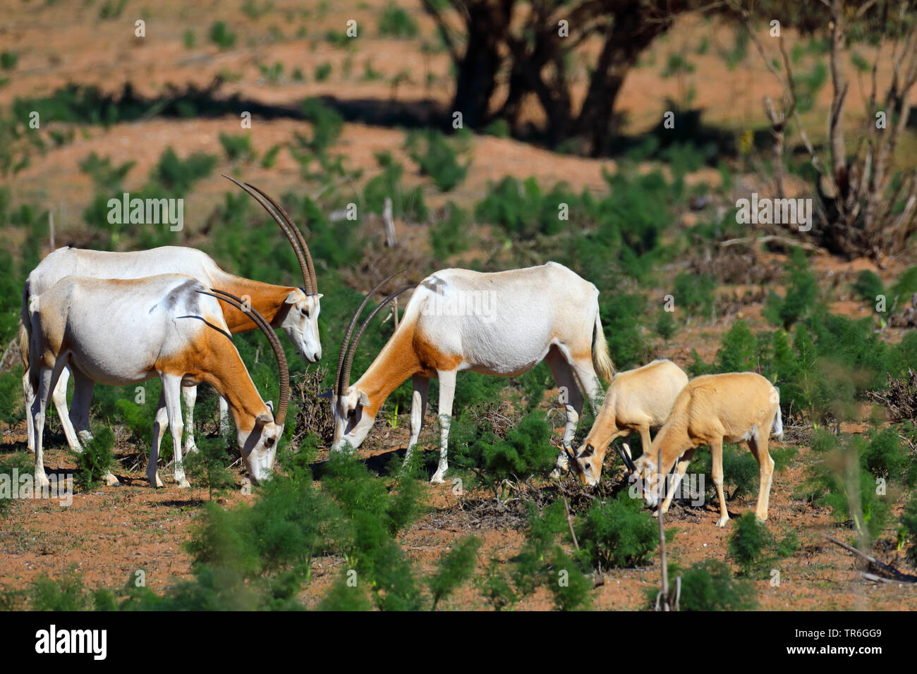 scimitar oryx, scimitar-horned oryx (Oryx dammah), eating group with young animals, Morocco, Souss Massa National Park Stock Photo