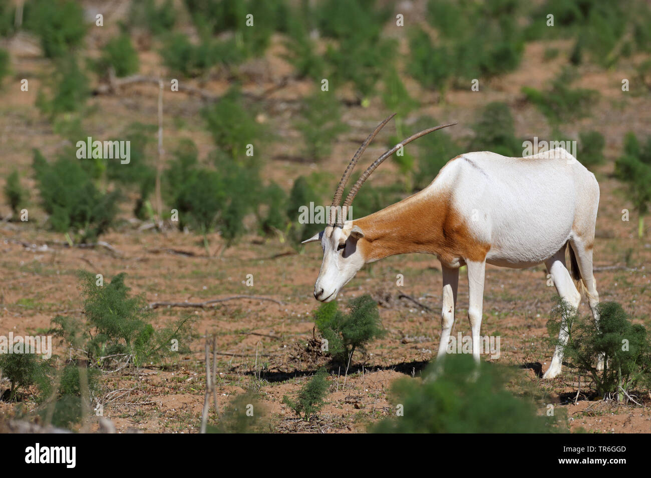 scimitar oryx, scimitar-horned oryx (Oryx dammah), eating individual animal, Morocco, Souss Massa National Park Stock Photo