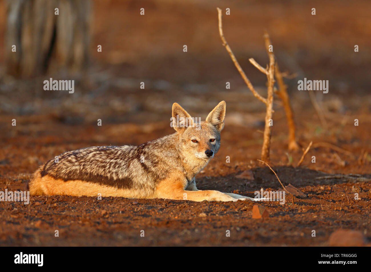 black-backed jackal (Canis mesomelas), lying in the savannah, South Africa, Krueger National Park Stock Photo