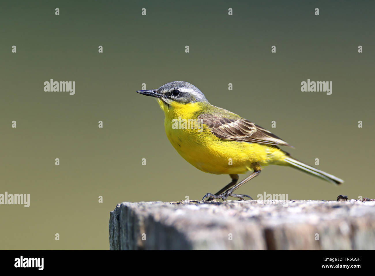Yellow wagtail (Motacilla flava), male on a wooden post, Netherlands, Groningen Stock Photo