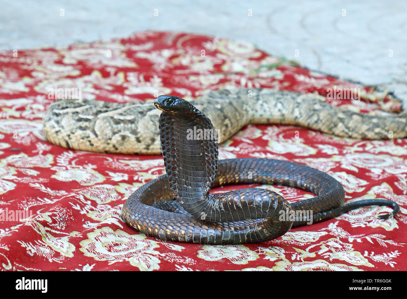 snake charming, Morocco, Taroudannt Stock Photo