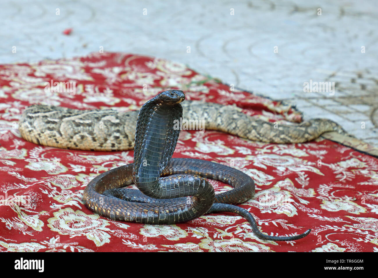 snake charming, Morocco, Taroudannt Stock Photo