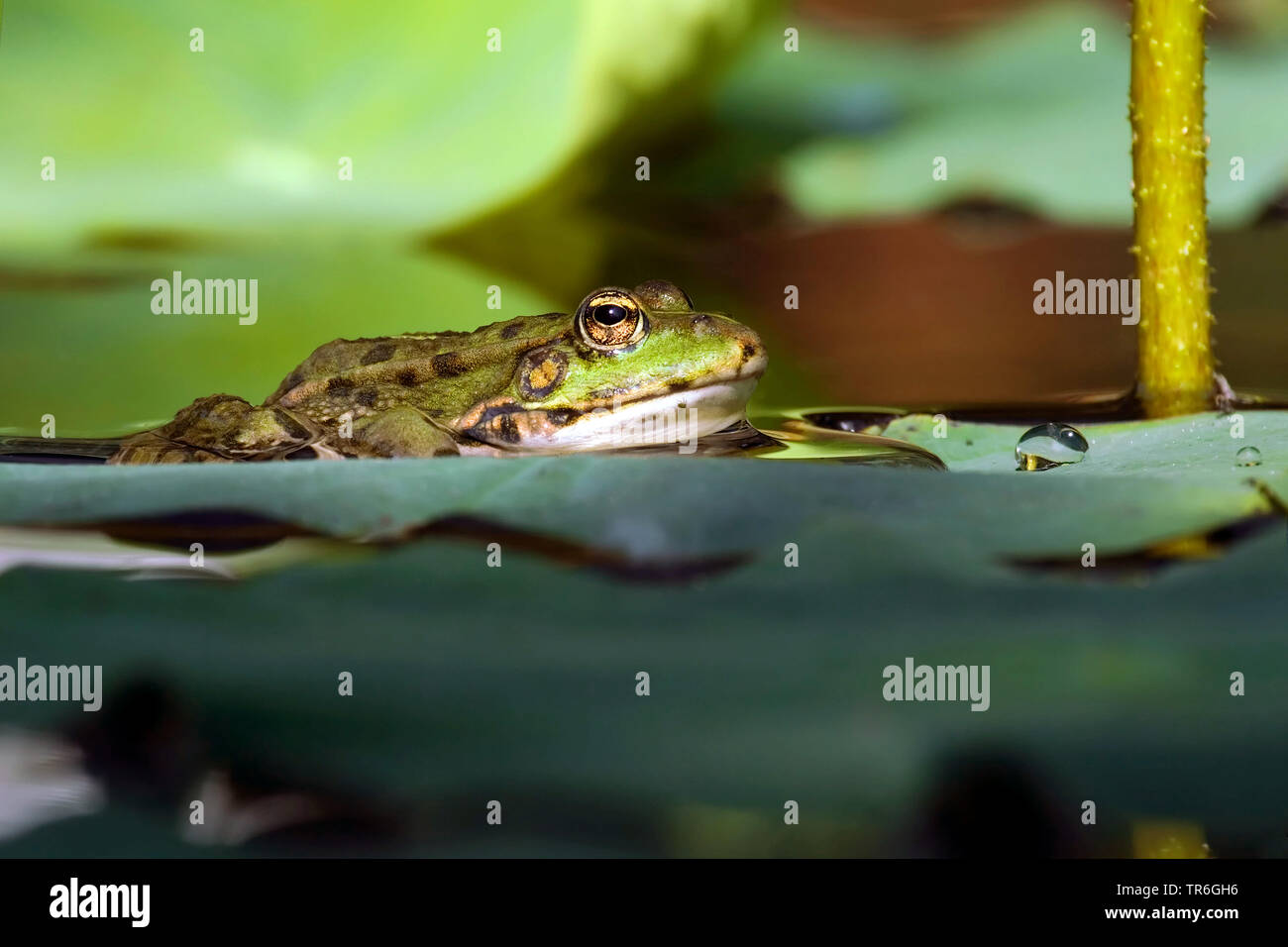 European edible frog, common edible frog (Rana kl. esculenta, Rana ...