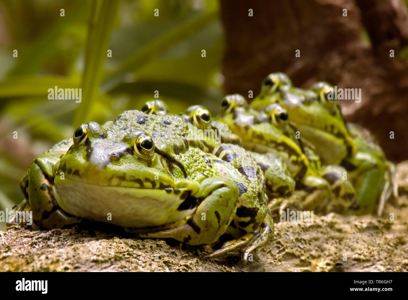 European edible frog, common edible frog (Rana kl. esculenta, Rana esculenta, Pelophylax