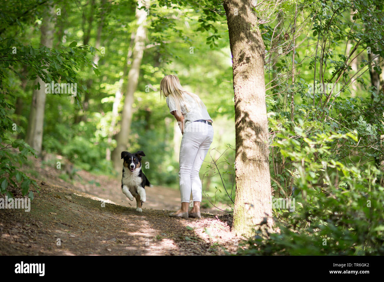 Australian Shepherd (Canis lupus f. familiaris), whelp romping with mistress on a forest path, Germany Stock Photo