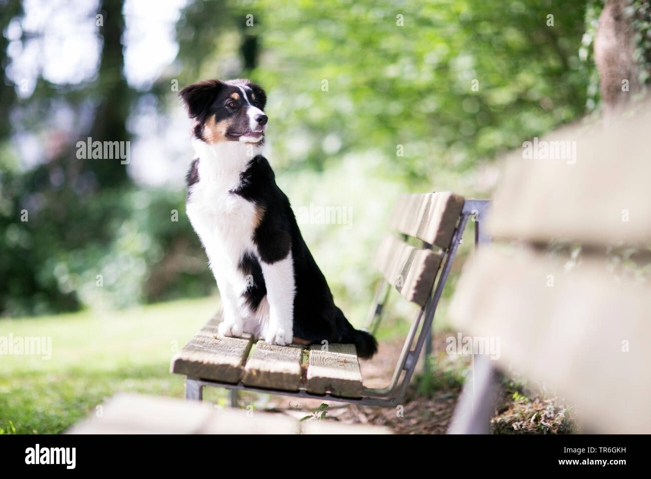 Australian Shepherd (Canis lupus f. familiaris), whelp sitting eagerly on a bench, Germany Stock Photo